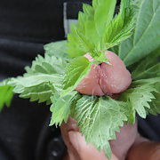 Stinging nettle Cock Fun I love the feel of it gives a real pleasure